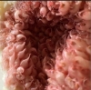 mikroskop altında insan vajinasının içi