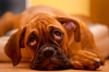 köpek / #1217467