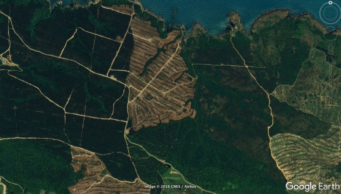 sinop ta nükleer santral için kesilen orman