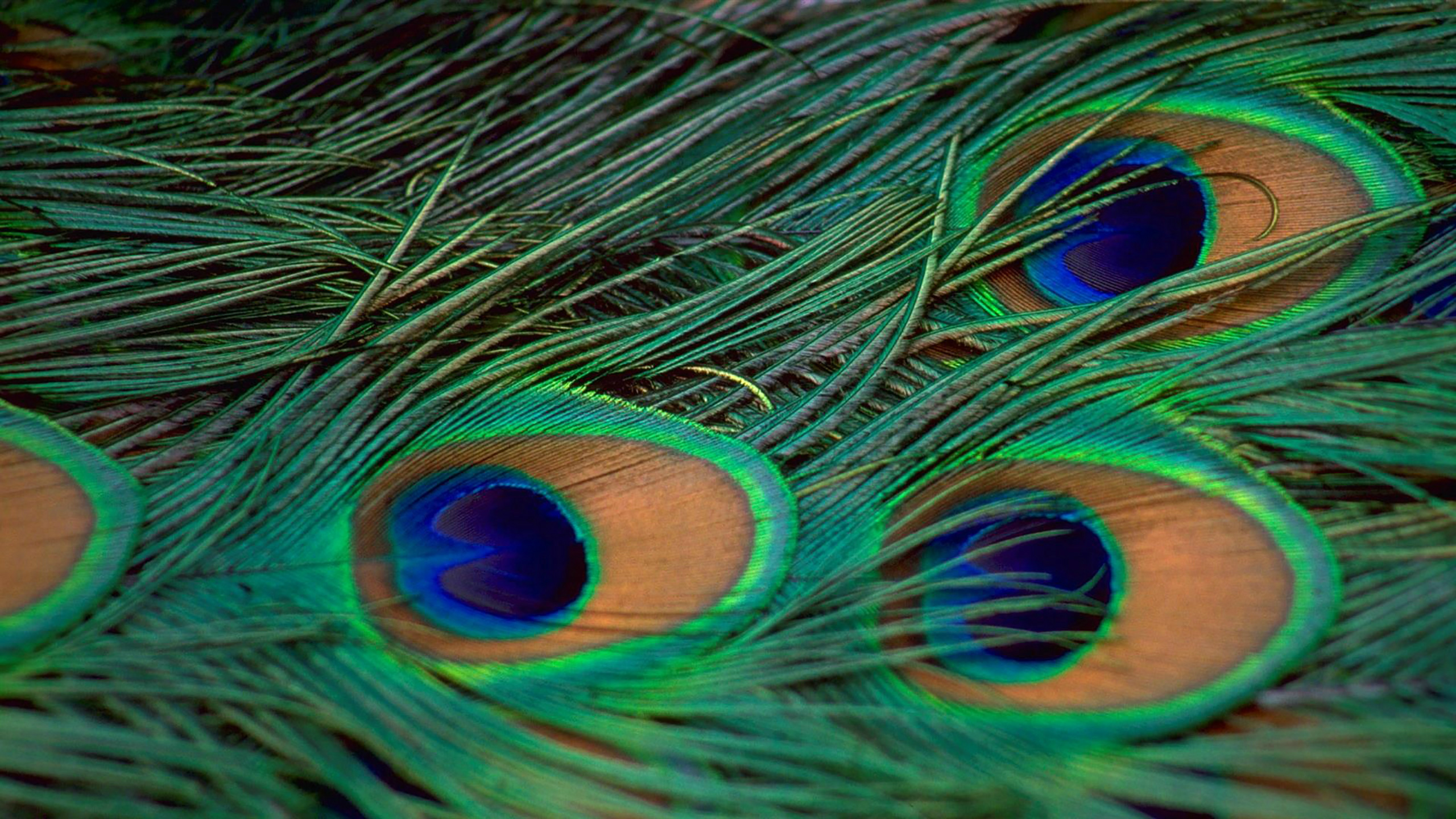 хвост павлин перья tail peacock feathers бесплатно