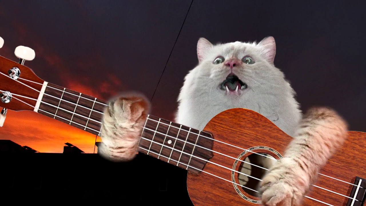 Песня со мной поют сатана. Кот с гитарой. Кот гитарист. Котик с гитарой. Кошечка с гитарой.