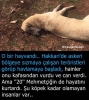 neden köpekleri severken inekleri yiyoruz