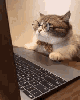 yazarlar kedi olsa açılabilecek başlıklar / #2145415