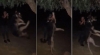 köpeği iple ağaca asarak öldüren adam / #1962748