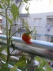 saksıda domates yetiştirmek
