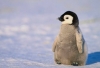 imparator penguen