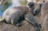 klarnet calan sarapci koala 6