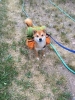 köpek / #1134968