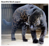 siyah jaguar