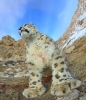 snow leopard / #2156620