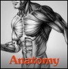 anatomi