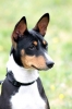 basenji