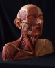 insan anatomisi