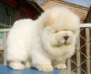 chow chow