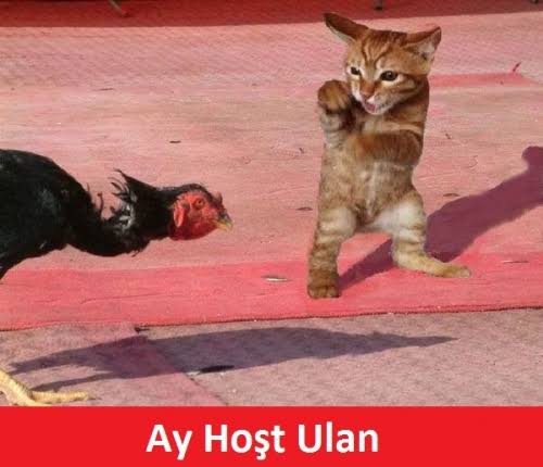 arap porno bedava indir türbanlı twitter vk