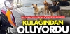 tüm sokak köpekleri tehlikeliymiş algısı yaratmak / #2256901