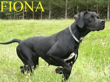 pointer