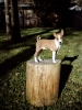 basenji