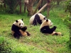 panda ayı mıdır