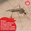 sivri sinek ısırılmasında yapılması gerekenler / #1501599