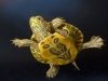 su kaplumbağası