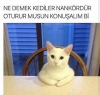 kedi en nankör canlıdır