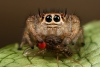 salticidae / #1560294