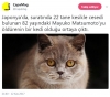 sahibini 22 pati darbesiyle öldüren kedi / #1574958