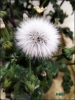 dandelion / #2170174