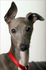 greyhound / #1512667