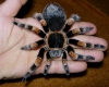 brachypelma smithi / #1514235