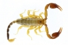 euscorpius gülhanimae