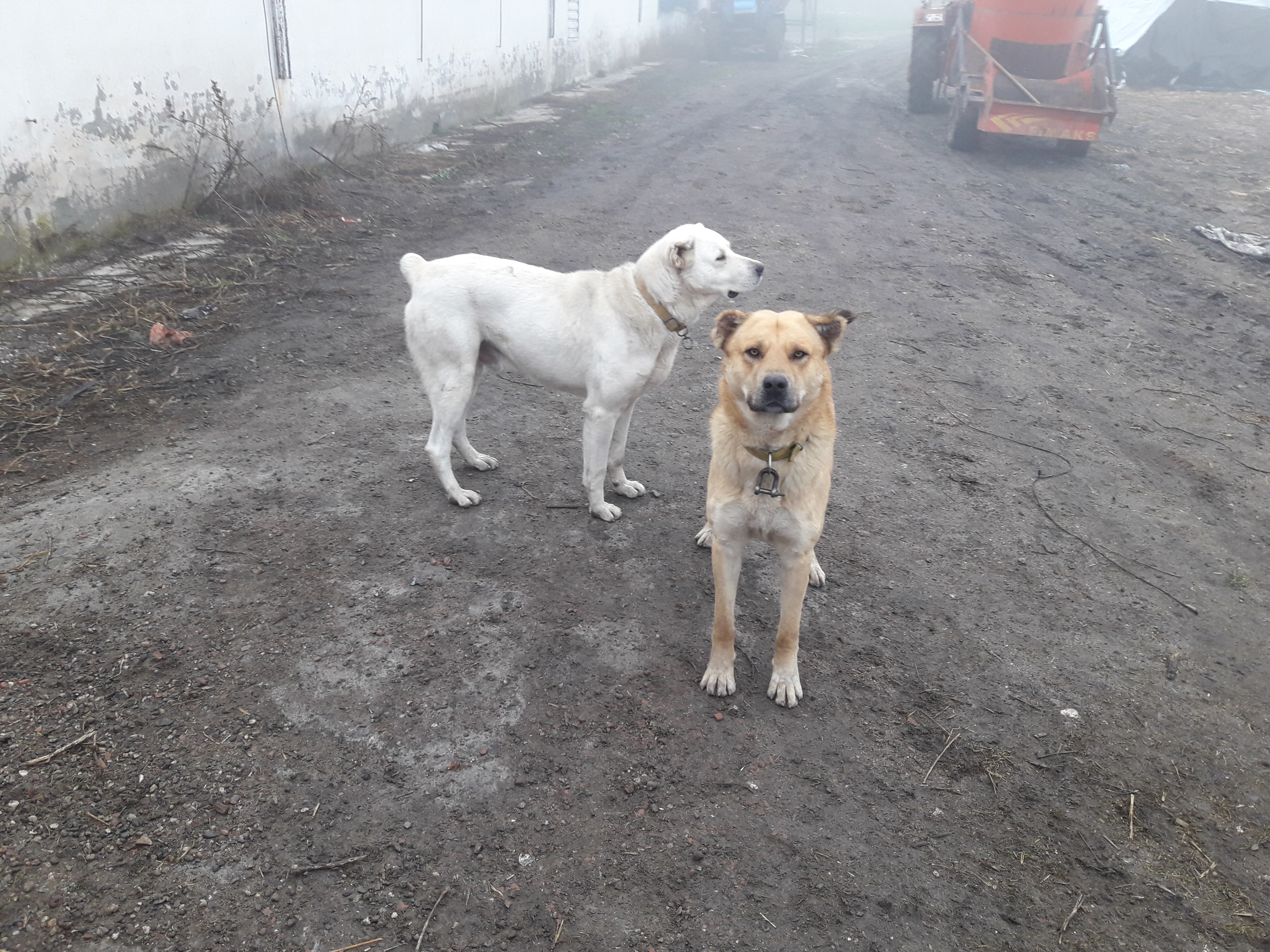 eve alınabilecek köpek cinsleri 1842701 uludağ sözlük galeri