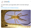 13 cm uzunluğundaki örümcek / #1881440