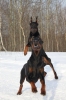 doberman / #1595968