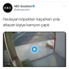 sokak köpeği yüzünden kamyon çarpan adam / #2164112