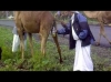 deve sidiği içen müslüman