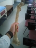 femur / #1375020