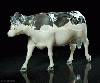 hollanda ineği