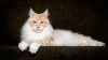 maine coon / #1614158