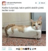 sıvı haldeki canlılar