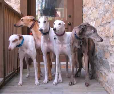 greyhound