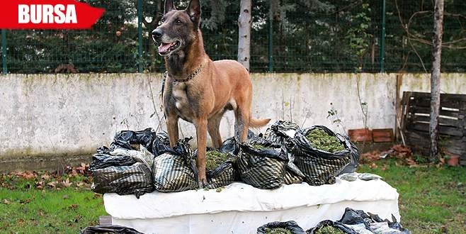 vazifesini yapmış narkotik köpeği tatlılığı