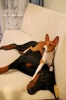 basenji