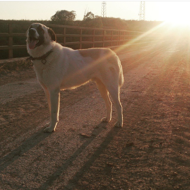 köpekten korkmak