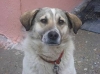 ciddi ciddi bir çomarla dost olmak / #1170706