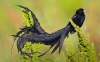 uzun kuyruklu dul kuşu