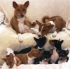 basenji