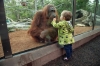 gaziantep hayvanat bahçesinde taşta yatan maymun