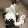 devamlı kedi fotoğrafı paylaşan tip / #2024165